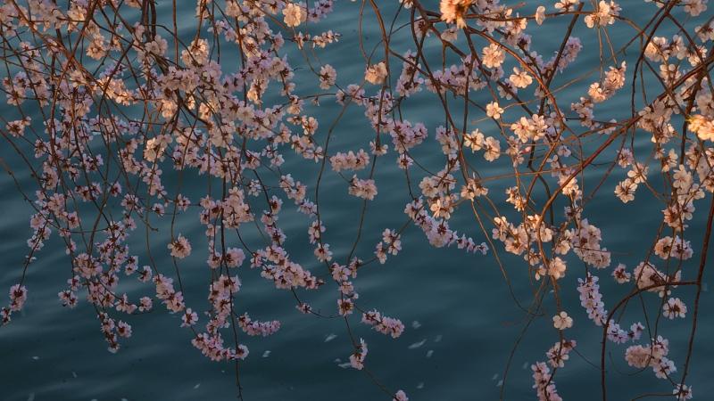 梦美儿 人到中年桃花劫