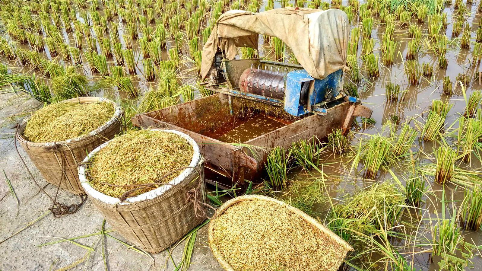 我们吃的米饭里有虫卵？米虫一开始就钻进大米，放大500倍更恶心