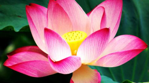 星临天下|步入8月份，4属相运势上涨，桃花开、事业顺，生活如鱼得水