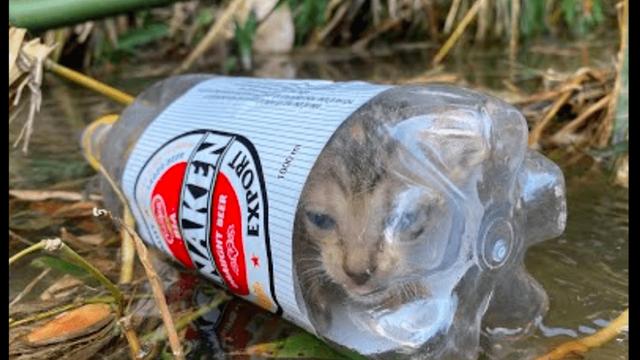 陕北 一只被人塞进瓶子里的猫，男子假装偶遇救了它，其实是为了拍视频