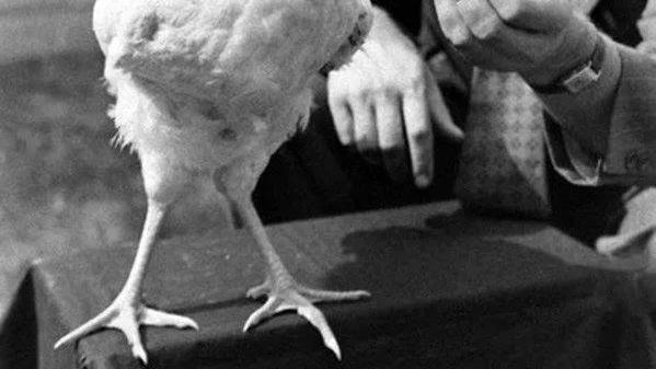 麦克 公鸡斩首后成“不死鸡”，无头存活18个月，还长了5斤，这是为何