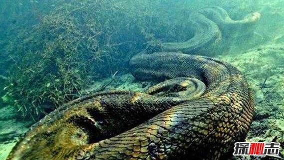 蟒蛇 世界上体型最大的3种蛇都无毒，重达300公斤，绞杀能力非常强！