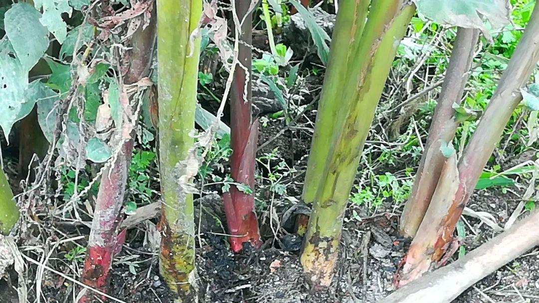 面粉|长得像生姜，吃起来像芋头，用来炖肉特别香，你家乡或许有