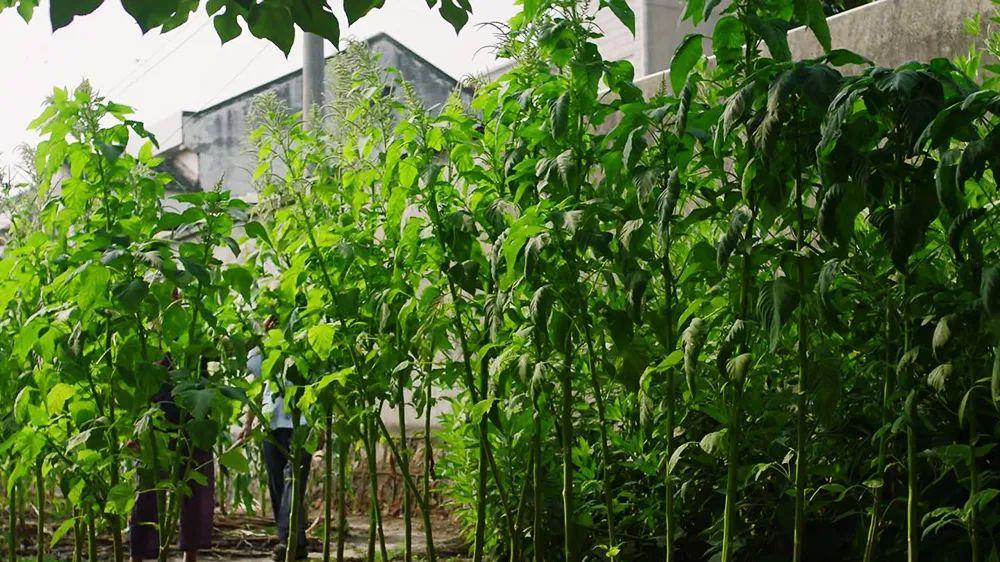 立秋|它是泡臭豆腐的原料，长得像竹竿，很多人种过，做腌菜堪称一绝