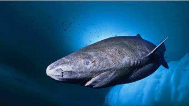 基因 400多年过去了，那条从明朝活到现在的鲨鱼，如今啥样了？