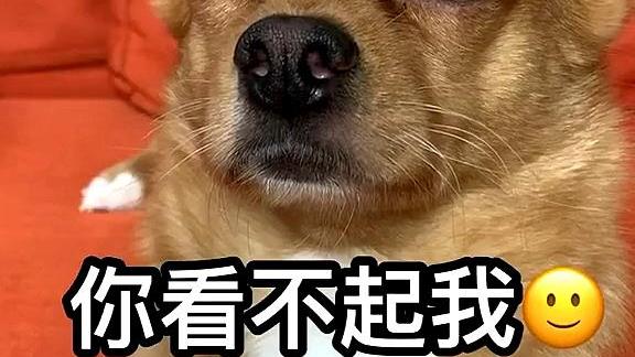 芷兰小时光 从狗子的行为表现上可以映射出主人的人性特点，你还别不相信
