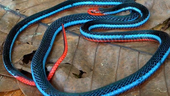 珊瑚 世界上最漂亮的蛇，蓝长腺珊瑚蛇，它真的是全世界最毒的蛇吗？