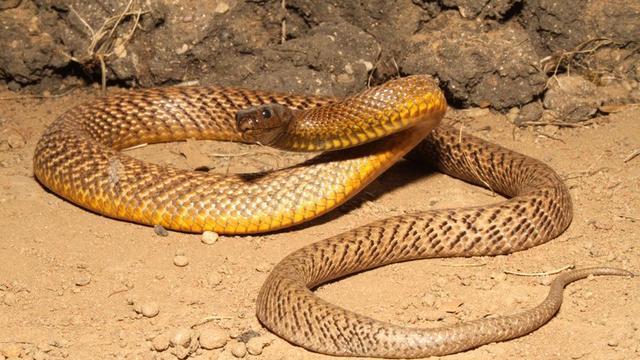 尼斯湖水怪 澳洲3大剧毒蛇，挑战中国2种蛇，结局如何呢？