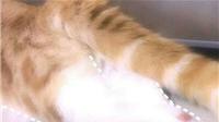桉月|卖萌猫咪表情包