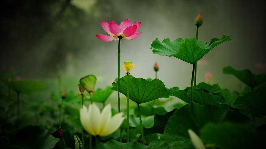 蜜桃心理|心理学：让男人新鲜感不减，让爱情不变质，女人需要做到这4点