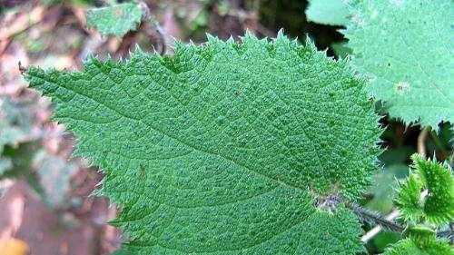 杭州|乡下俗称“药王草”的植物，可以用来泡菜，炖鸡是一绝，味道好