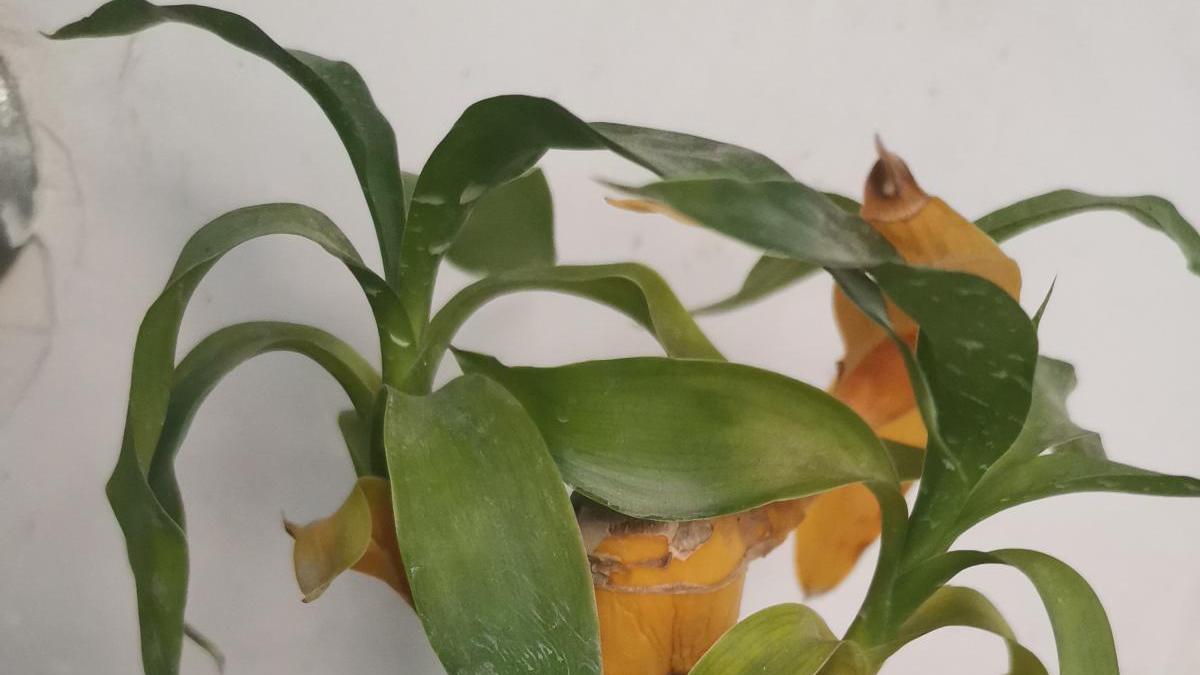 客厅摆放4种植物，有格调还有“招财”好寓意，新手也能养