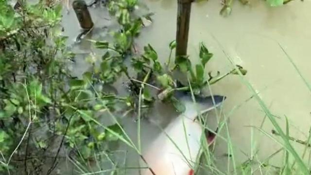 胡小小乖|广州男子河边钓起淡水白鲳，误以为是食人鱼，眼看鱼跑了也不敢抓