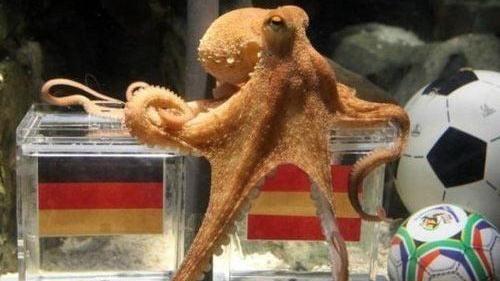 章鱼 章鱼9个大脑能编辑基因，智商高到无法理解，为啥没发展出文明？