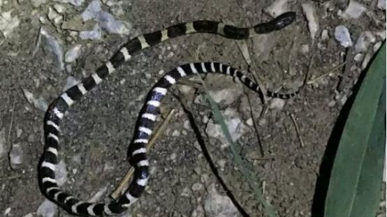 毒蛇 比银环蛇还致命的毒蛇，被称为“亚洲杀人王”，它究竟有多恐怖？