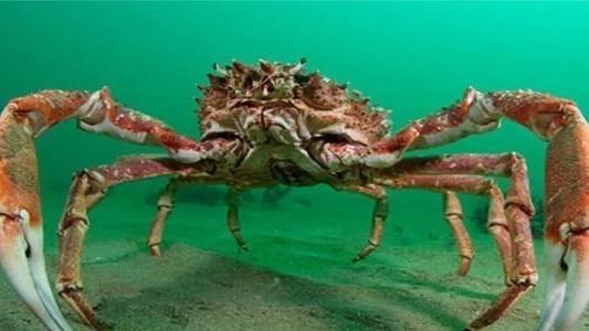 体长超4米的螃蟹，号称是杀人蟹，那真的能杀人吗？