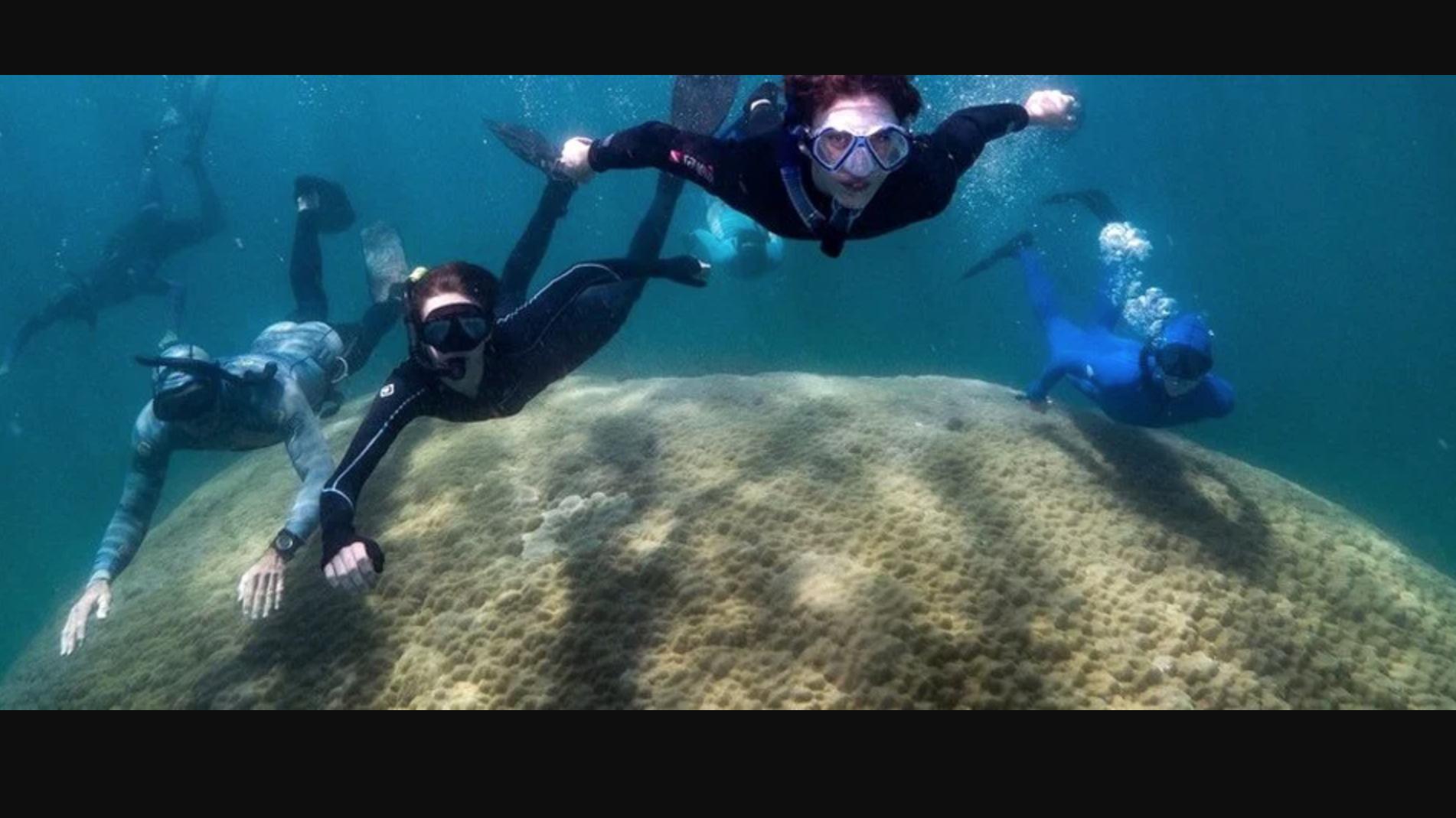 潘建伟 拥有400年历史的巨型珊瑚是大堡礁有史以来最宽的珊瑚