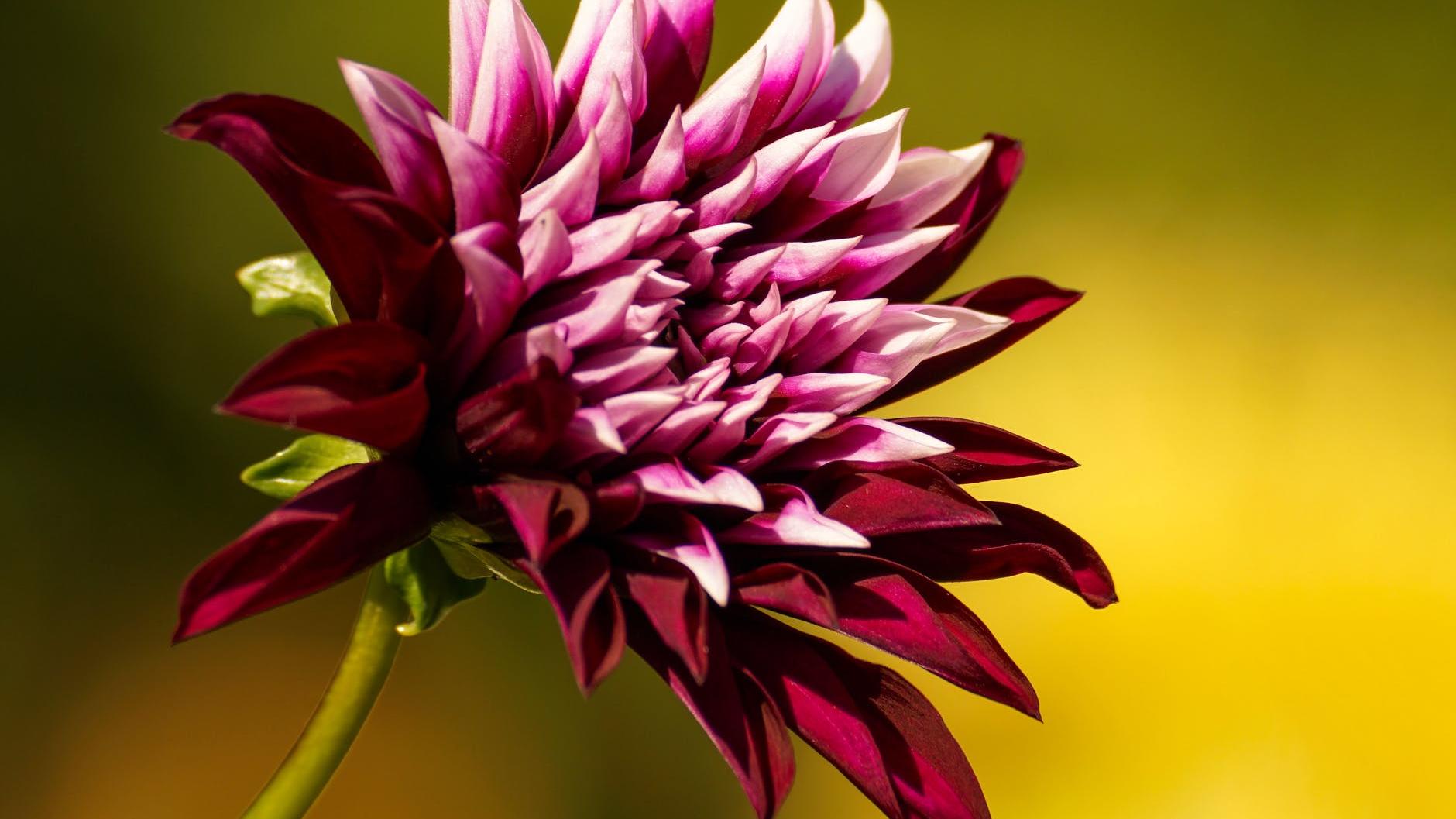 雪落无尘|一个人，越没“脾气”，活得越好