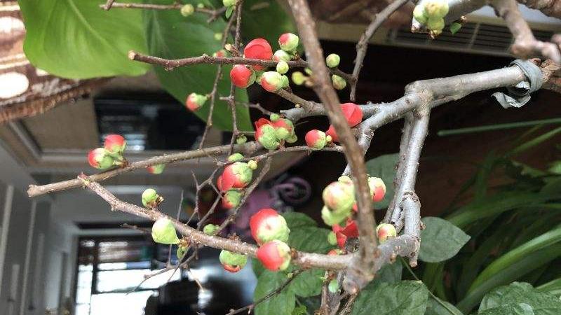 咖啡|不常见的咖啡树，结果后引得众人围观，果子都被大妈们薅光