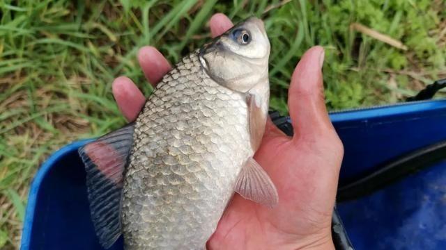 |别不信，蚯蚓这样挂钩中鱼率更高，野钓鲫鱼不可不知的小技巧