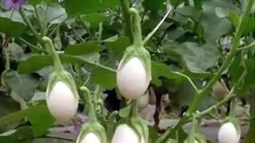 金银花 农村树上挂着的蛋，闻名全世界，营养丰富能美容，价值不菲