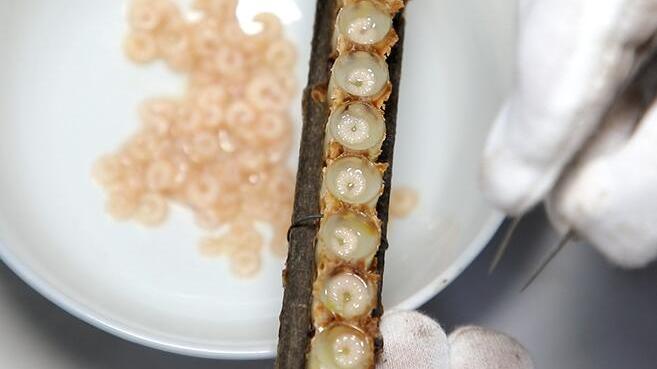 田野牧蜂|蜂王胎不能和什么一起吃? 蜂王胎可以长期吃吗?