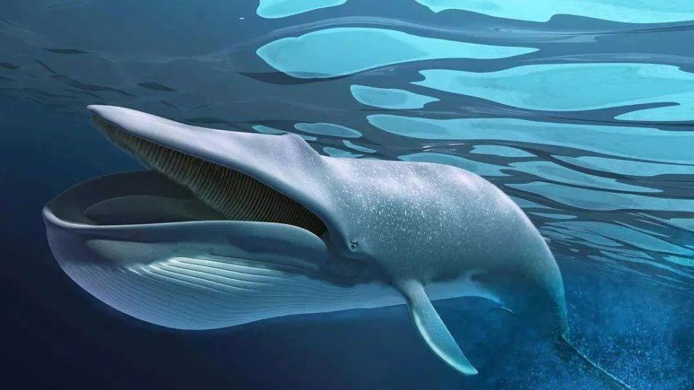蓝鲸每天吃多少磷虾？原来我们都想错了