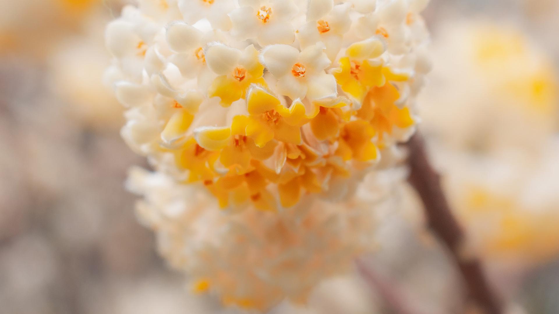 西厢有情|让一个人爱上你的心理学技巧：木桶效应