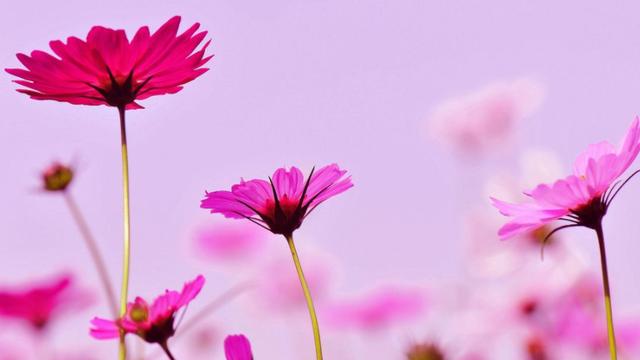 末小北|一个女人有没有钱，区别真的很大