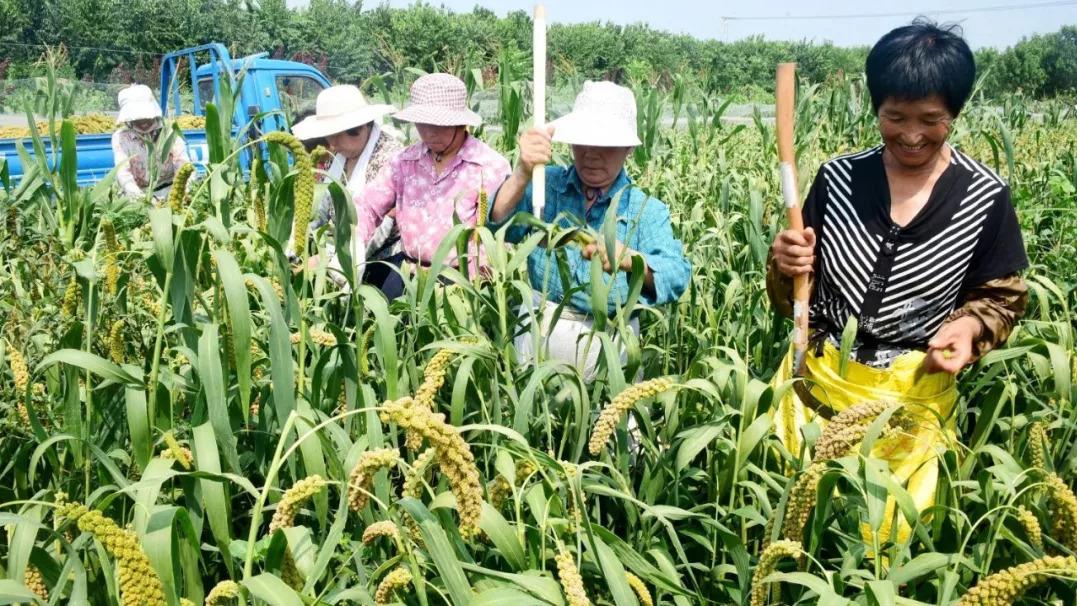 猪肝|东北农村人“秋收”必备4道硬菜，招待帮工，简单又有面儿