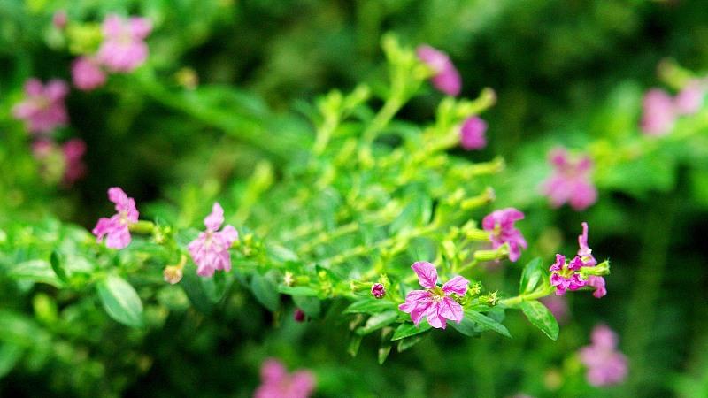 梦美儿 柴米油盐的烟火生活