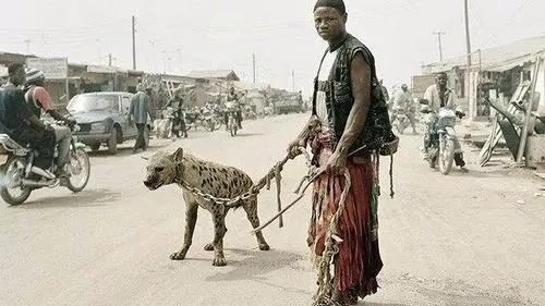 鬣狗 鬣狗被称为“草原二哥”，为什么害怕非洲人？看完却很是心酸！