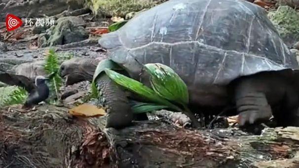 盲盒 “可怕视频”！塞舌尔巨型陆龟捕食雏鸟，一口咬死