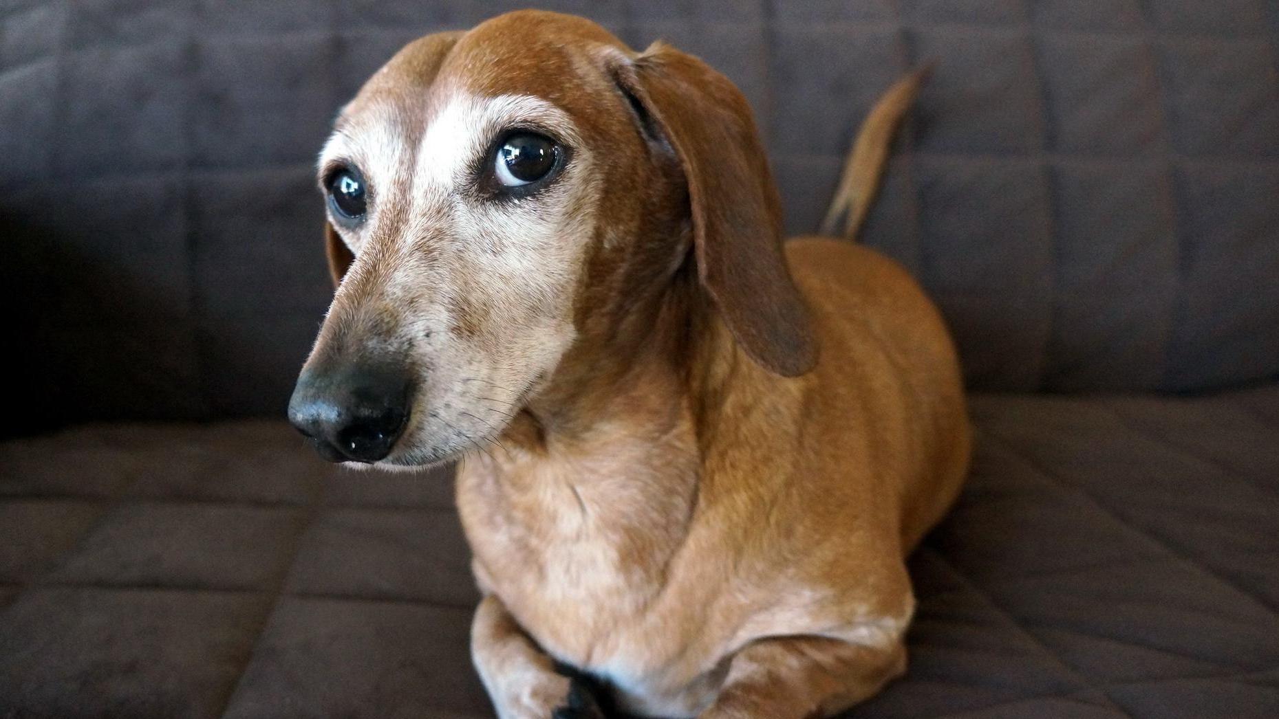 芷兰小时光|狗子是天生有心机的动物，它每天都在和你动心眼，只是你没在意吧