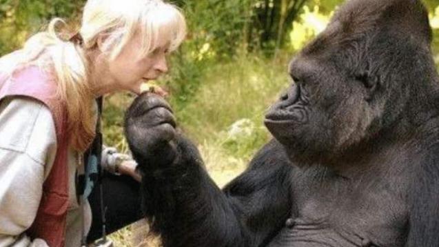 人类和猩猩真的能结合吗？女科学家曾亲身试验，发现了结果是如此