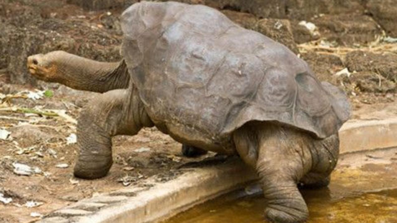 象龟 长寿秘诀？它被误认成雄性，百年不育却活到255岁，另一只种龟仅活100年