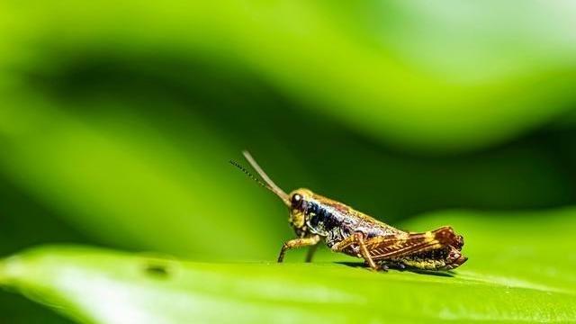 科学家 2020年上百亿蝗虫失踪，科学家表示，今明两年会卷土重来