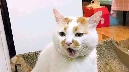 桉月|表情包：猫咪的表情闭上你的嘴吧