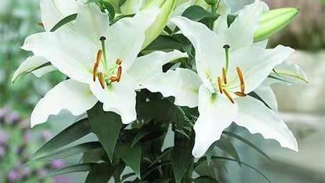 这些花最好不要放在卧室里，对身体不好！