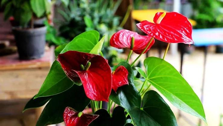 这些绿植放在卫生间最好运！财气冲天，鸿运当头！