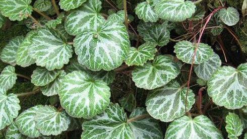 |属虎的人办公室什么植物可以旺财？