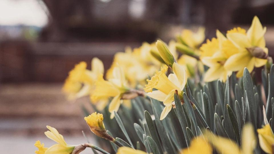 iPhone|减人调渠道并不是家电转型, 转型B端也不是最好选择