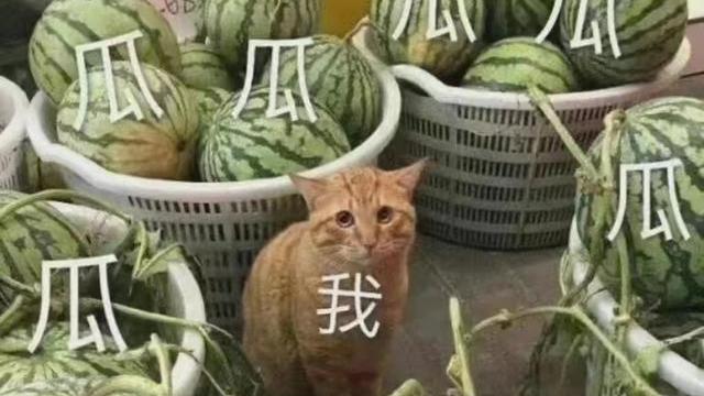 徐大宝|五月伊始就有5个娱乐新闻，34岁女星徐大宝惨遭家暴