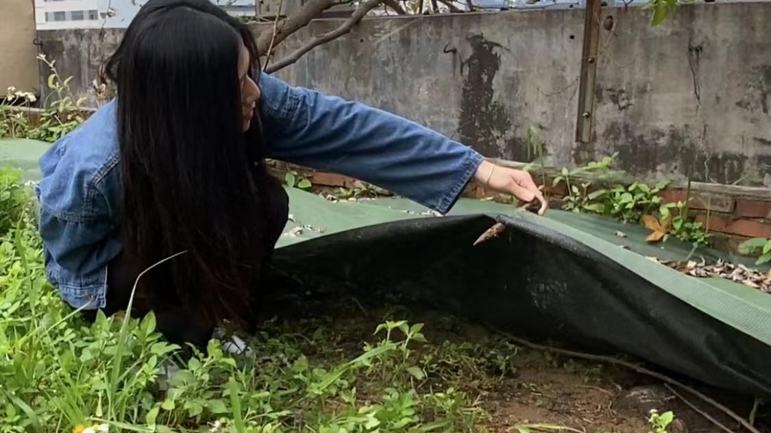 哇！这个除草效果让人感到太惊喜了吧！