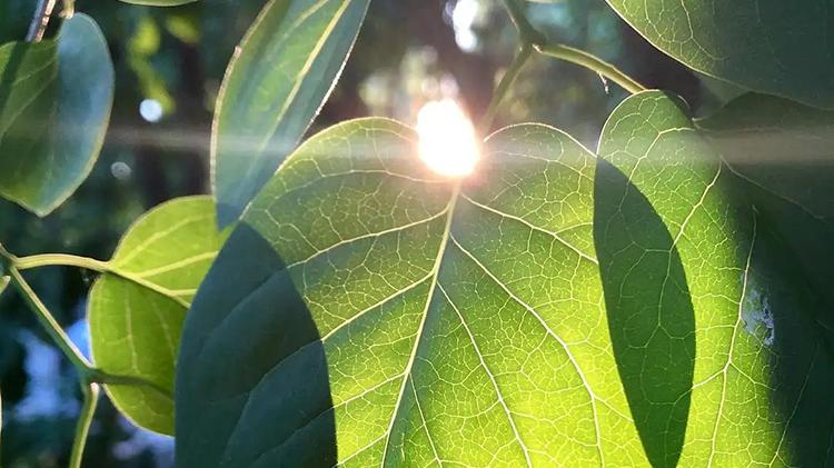 摄影光线基础知识，一天中什么时间拍照光线好