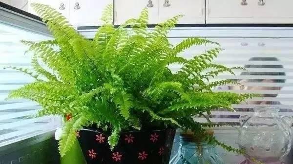 这5种绿植养在卫生间，异味跑光光！