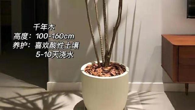 秒提气质的5种“客厅绿植”，再穷也要养一盆