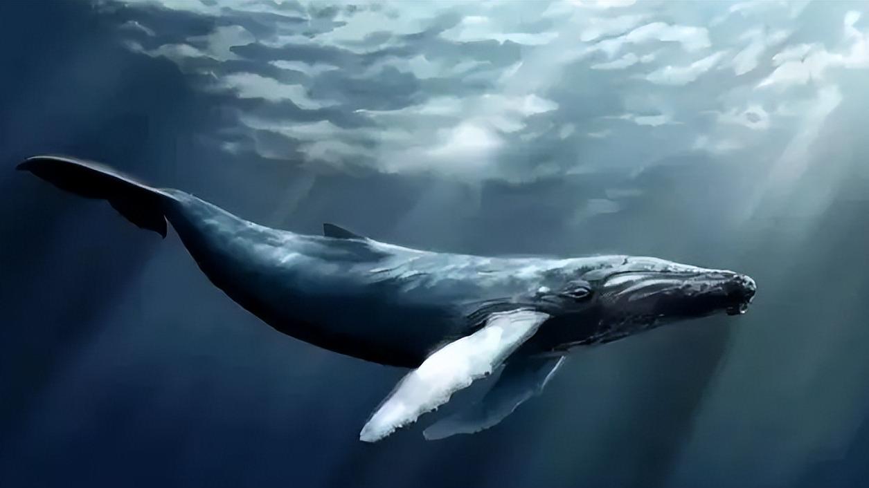 海王星|在鲸鱼腹中是种怎样的感觉？一个手无寸铁的人，是否有机会逃生？