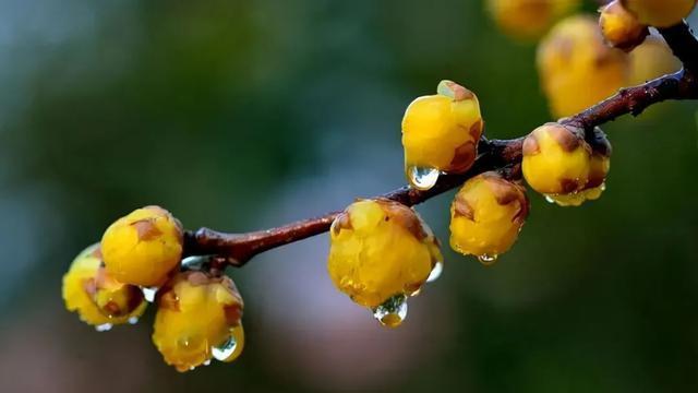 怎么拍好腊梅的照片？摄影师给你“打个样”，对照例图边看边学