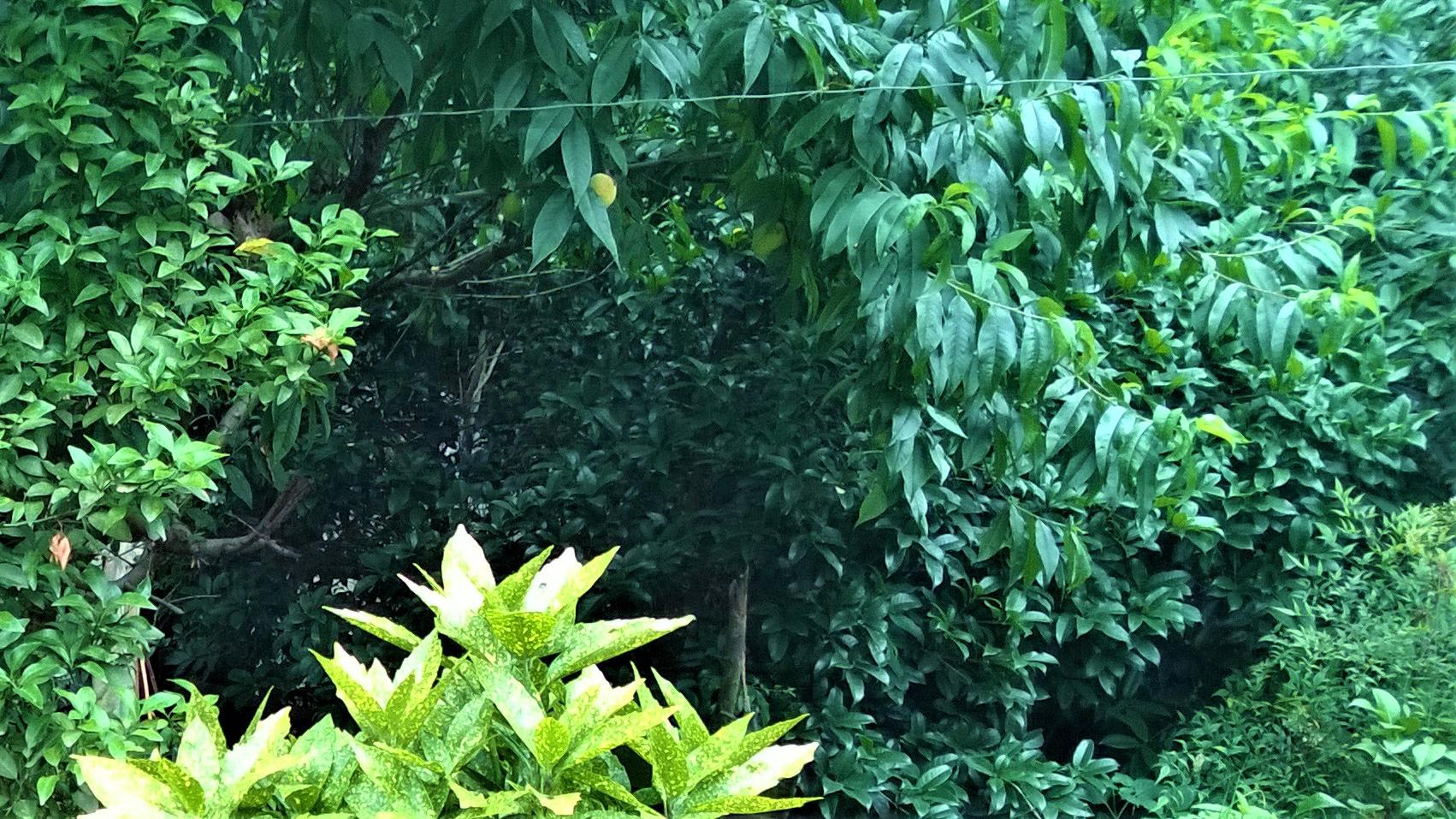 招聘|成为事务的主人，而不是工作奴